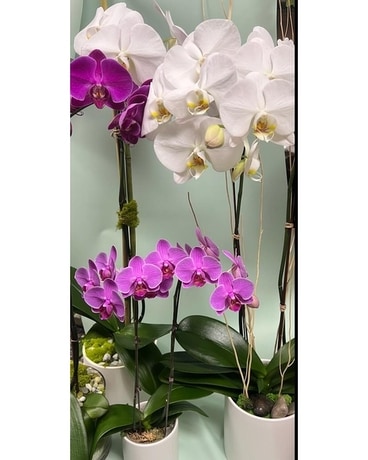 Potted Orchid Arrangement - Please See Description Plant